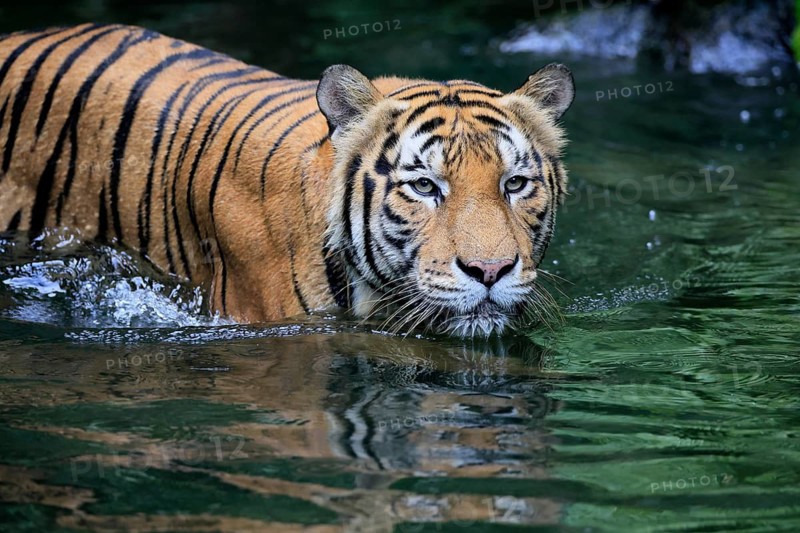 Malaysia tiger (Panthera tigris jacksoni), adult, in water, alert, Malaysia, Southeast Asia