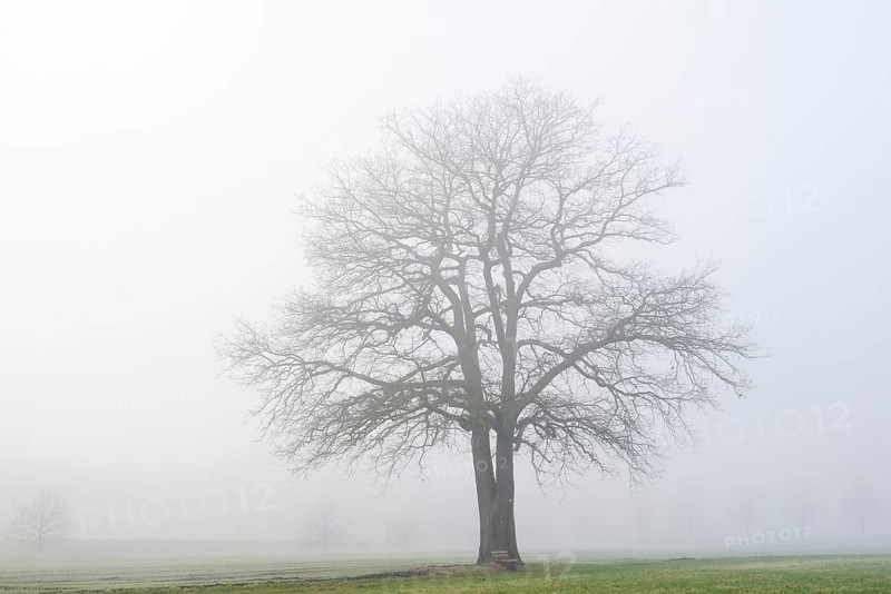 English oak (Quercus robur, Quercus pedunculata) in fog, North Rhine-Westphalia, Germany