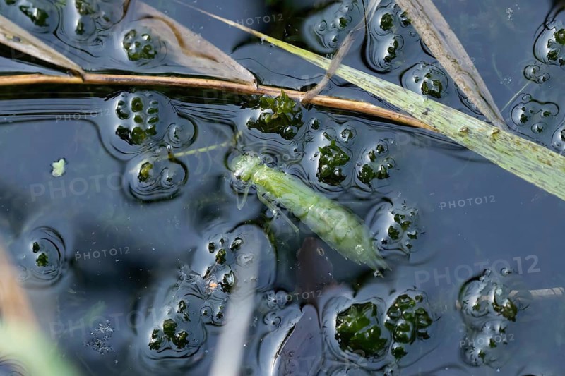 Dragonfly larva being hunted by a Common newt in a pond in summer, RSPB Minsmere nature reserve, Suffolk, England, United Kingdom