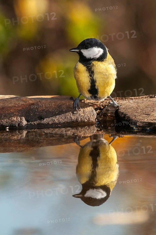 Great tit, great tit, parus major, bath, bird bath, birds, high size, portrait format, tits, passeri, songbirds, tits, drinking water, birdbath, birds, watering place