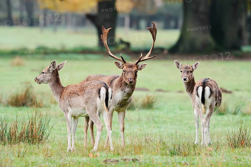 Fallow deer (Dama dama), a male and a female in autumn, North Rhine-Westphalia, Germany