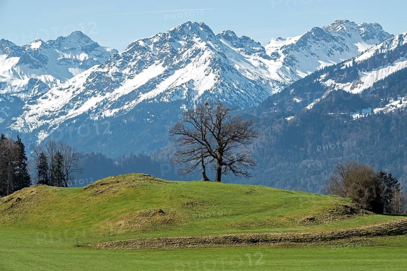 Group of trees, snow-covered mountains of the Allgäu Alps, near Schöllang, Oberallgäu, Allgäu, Bavaria, Germany