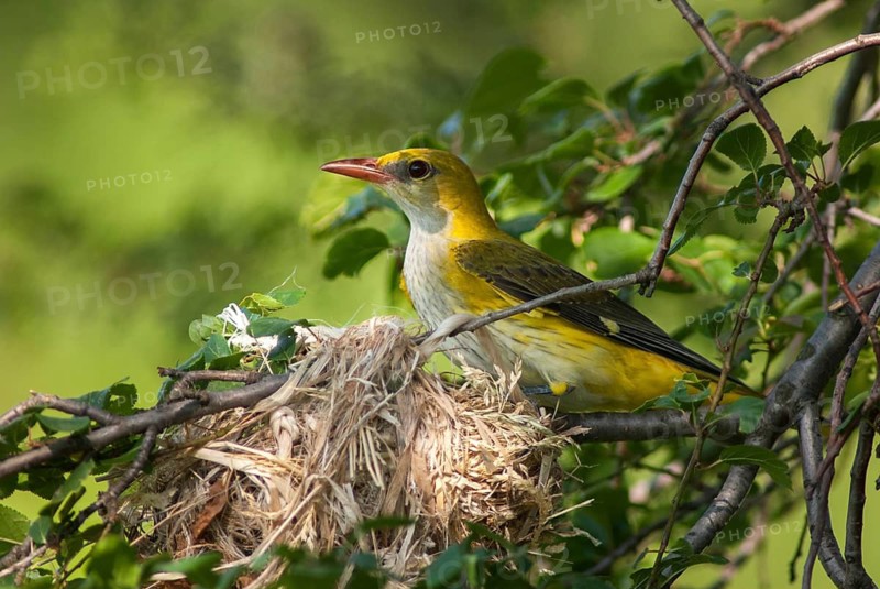Golden oriole, oriolus oriolus, birds, Bulgaria, female, passeri, songbirds, songbirds, birds, female