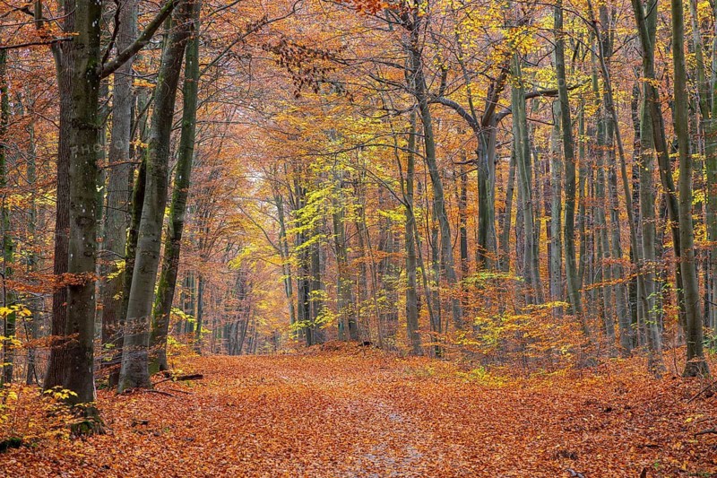 Forest road and European beeches, common beech trees with foliage in yellow, brown and green autumn colours, fall colors in broadleaved woodland
