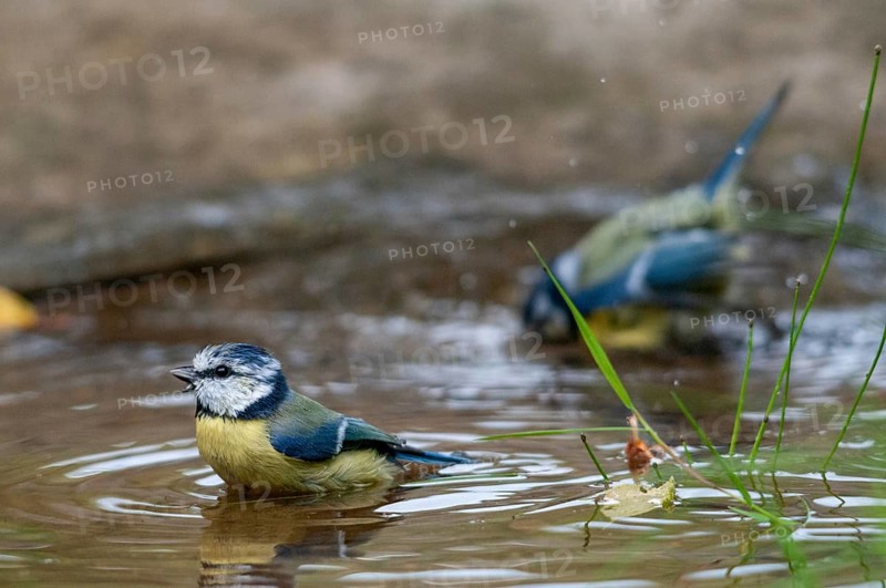 Blue tit, parus caeruleus, bath, bird bath, birds, garden, tits, passeri, songbirds, songbirds, tits, drinking water, birdbath, birds, watering place