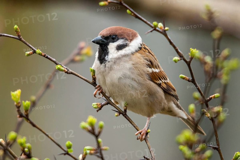 Tree Sparrow, Passer Montanus, Sparrow, Tree Sparrow, Birds, Passeri, Songbirds, Sparrow, Sparrow, Sparrow, Sparrow, Sparrow, Birds