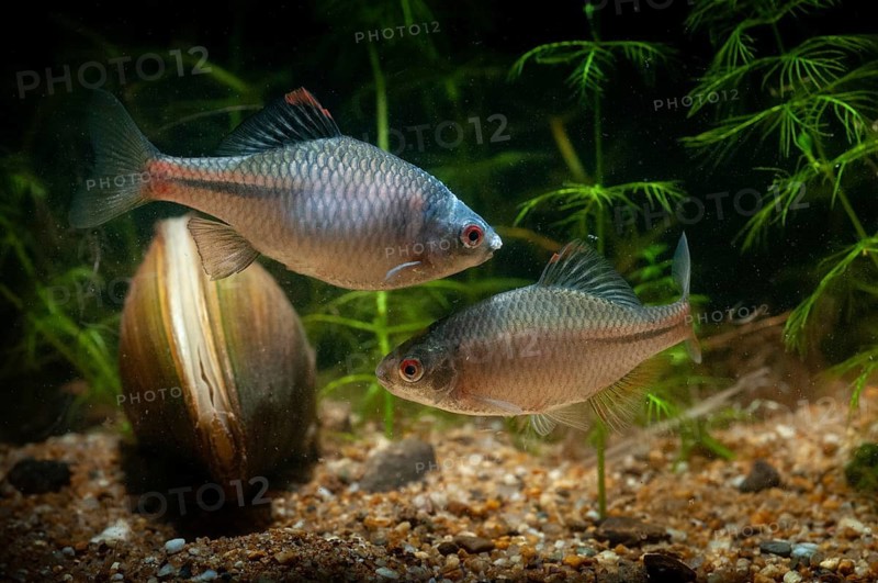 Anodonta cygnea, bitterling, duck mussel, common pond mussel, Rhodeus amarus, Rhodeus sericeus amarus, swan mussel, pond mussel, fish, fishes, river mussel, mussels, pisces, pond mussels
