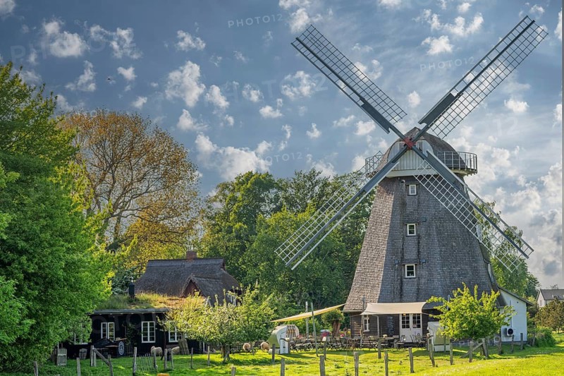 Windmill thatched-roof house sheep Ahrenshoop Baltic Sea Germany