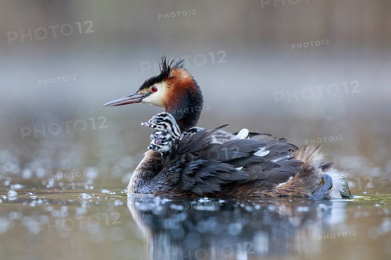 Great Crested Grebe (Podiceps cristatus) with chicks, North Rhine-Westphalia, Germany