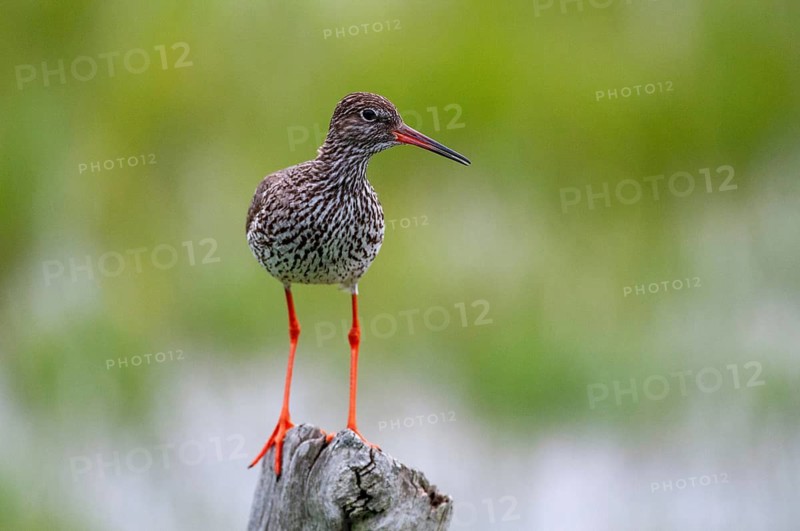 Redshank, redshank, Sweden, Tringa Totanus, birds, charadriiformes, limikolen, snipe birds, scolopacidae, Sweden, birds, waders, Öland