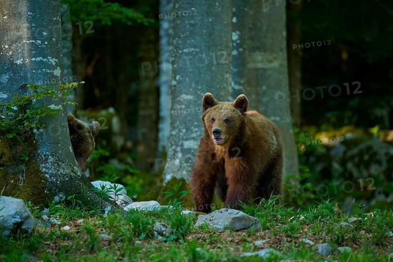 A brown bear peeks curiously through the trees at the forest floor, European brown bear (Ursus arctos), Slovenia
