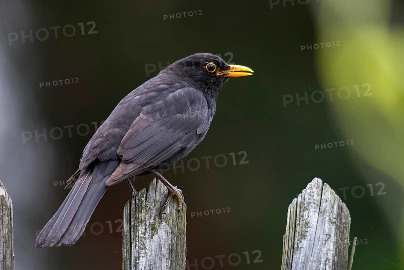 Blackbird, Turdus Merula, Birds, Garden, Garden Fence, Garden Fence, Male, Passeri, Songbirds, Thrush, Birds
