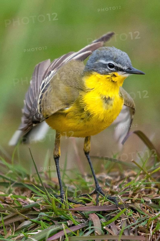 Motacilla flava, sheeptail, western yellow wagtail, yellow wagtail, birds, plumage care, high size, portrait format, male, passeri, preening, songbirds, birds