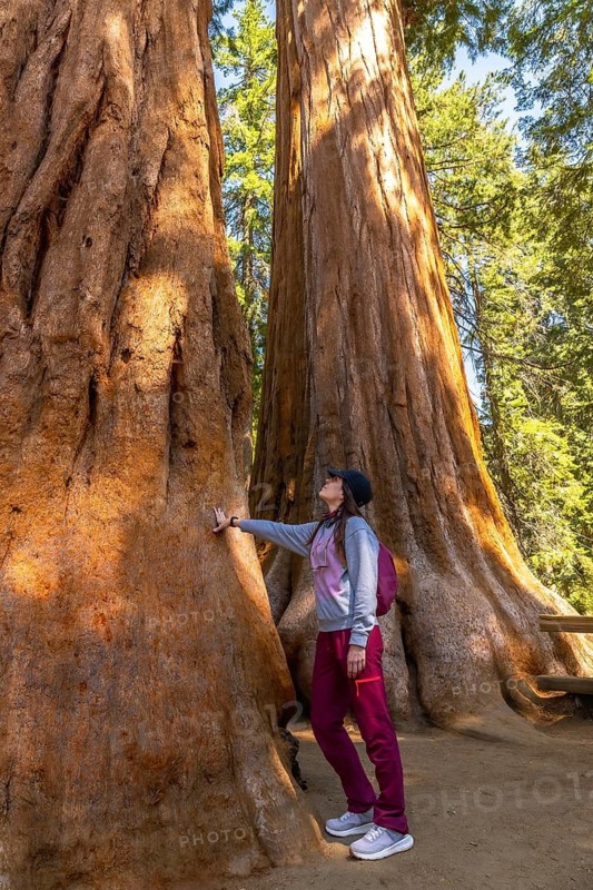 Woman traveler exploring sequoia national park, touching the immense trunk of a giant sequoia tree and looking up at its towering height in the ancient forest