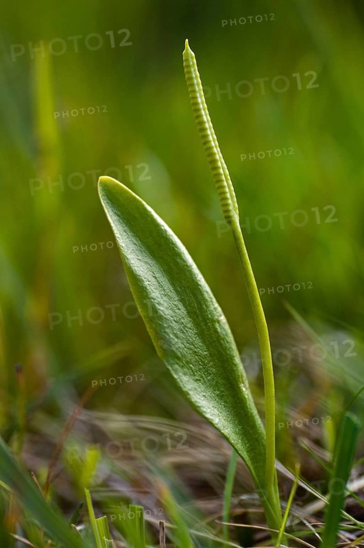 Common snake tongue, snake tongue, snake tongue family, ophioglossaceae, ophioglossum vulgatum, Sweden, Adder's-tongue, adders-tongue fern, flora, high size, portrait format, plants, plants, southern adders-tongue, Sweden, Öland
