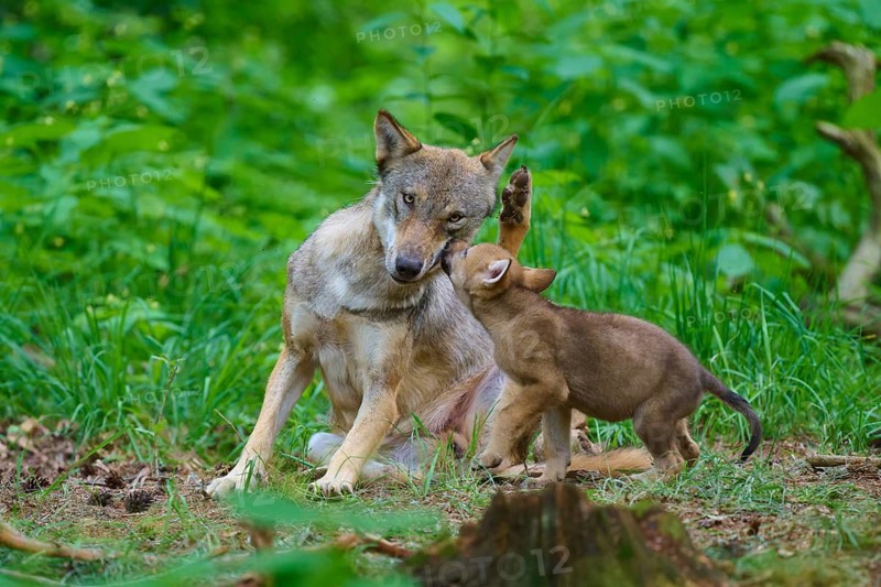 A wolf plays affectionately with a puppy in the forest, summer, wolf (Canis lupus), Germany