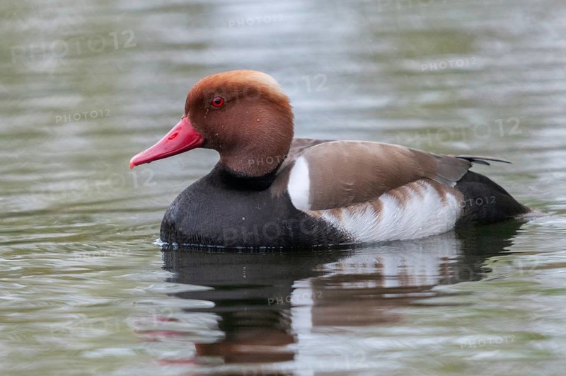 Common duck, netta rufina, red-crested pochard, anatidae, birds, ducks, ducks, ducks, male, birds, waterbirds, waterbirds
