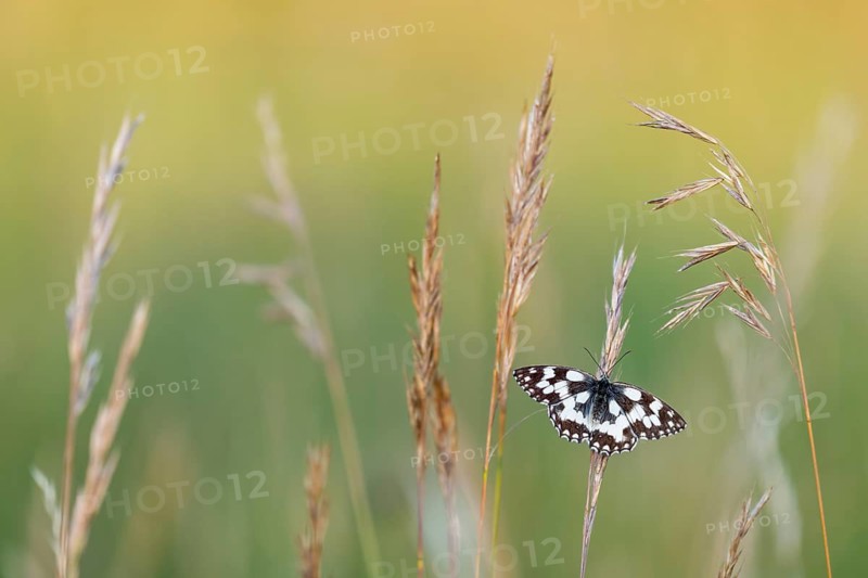 A checkerboard butterfly (Melanargia galathea) perched in the brown grass, Satyrinae, Kreuzbühl nature park Reserve, Messkirch, Upper Danube Nature Park, Baden-Württemberg, Germany