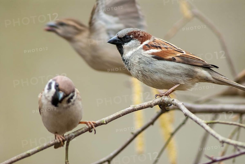 Tree Sparrow, House Sparrow, Passer Domesticus, Passer Montanus, Sparrow, Tree Sparrow, Birds, Male, Male, Passeri, Songbirds, Sparrow, Sparrow, Sparrow