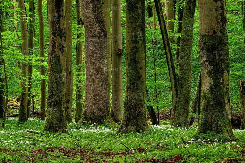A mystical primeval forest with ancient, moss-covered European beech trees (Fagus sylvatica) with green foliage, surrounded by white-flowering wild garlic (Allium ursinum), Hainich National Park, Thuringia, Germany