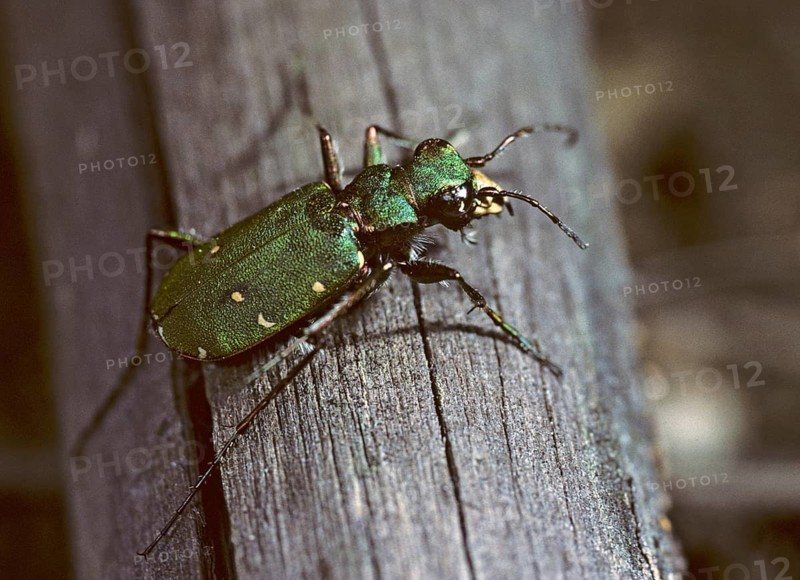 Carabidae, Cicindela campestris, field sandground beetles, sandground beetles, beetles, Coleoptera, arthropods, green tiger beetles, insects, beetles, ground beetles