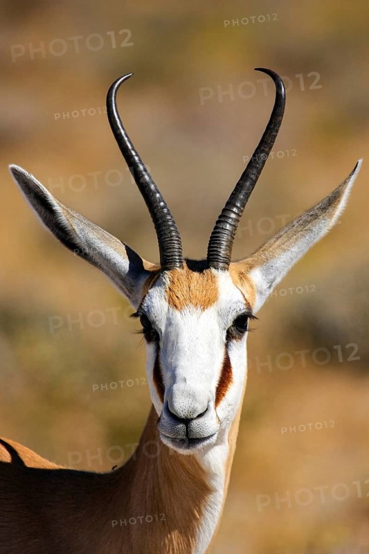 Close-up of an antelope head with distinctive horns in a natural environment, springbok in Etosha Park in Namibia (Antidorcas marsupialis)