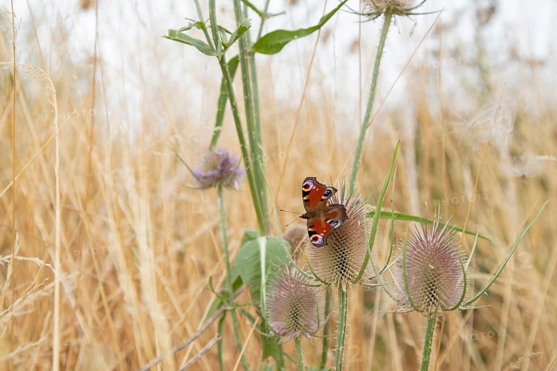 Peacock butterfly (Aglais io) adult insect feeding on a Teasel (Dipsacus fullonum) flower in summer, England, United Kingdom