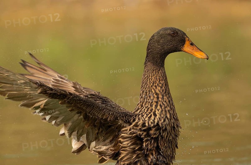 Female Mallard duck (Anas platyrhynchos) flapping wings in a pond, Sreepur, Gazipur, Bangladesh