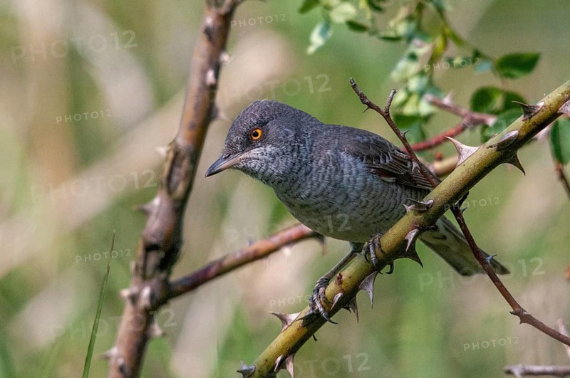 Barred Warbler, Brandenburg, Germany, Nabu, national natural heritage, Grünhaus natural paradise, blackbird, Sylvia Nisoria, post-mining landscape, birds, green house, male, passeri, songbirds, birds
