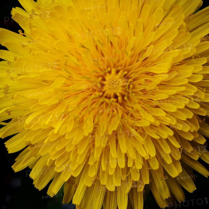 Close-up of a bright yellow dandelion flower (taraxacum) with detailed petals, spring in the Franconian Forest nature park Park, Upper Franconia