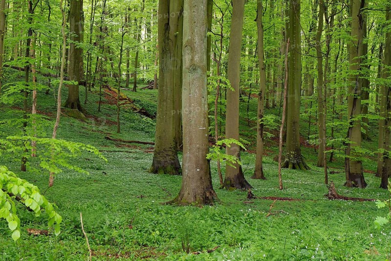 A dense forest landscape in spring with tall trees and green undergrowth provides peace, Allinge, Bornholm, Denmark