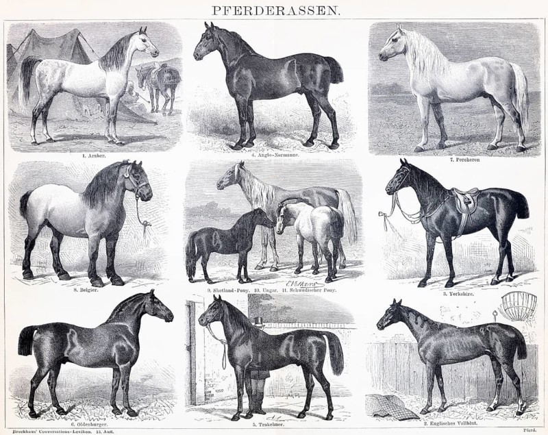 Horses (Equus), horse breeds, Arabian, Anglo-Norman, Percheron, Belgian, Shetland Pony, Hungarian, Swedish Pony, Yorkshire, Oldenburg, Trakehner, English Thoroughbred, compilation, overview, enumeration, mammals, historical illustration 1885