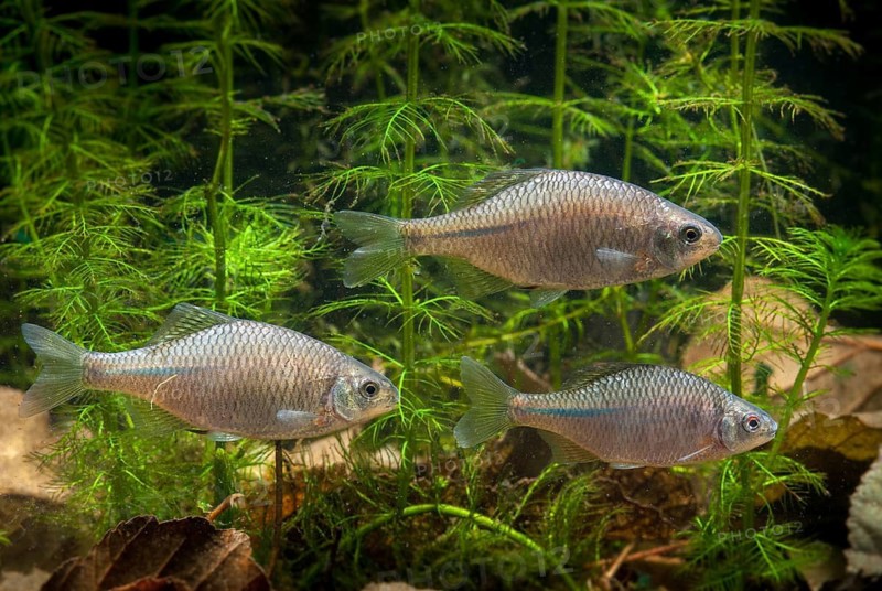 Bitterling, Rhodeus Amarus, Rhodeus Sericeus Amarus, Pisces, Fishes, Leo, Pisces