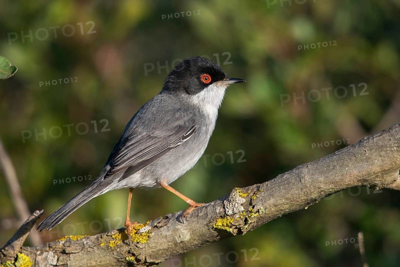Granelli, Italy, Pantani Cuba and Longarini, velvet warbler, Sardinian warbler, Sylvia melanocephala, migratory bird sanctuary, Pantani Cuba & Longarini migratory bird sanctuary, birds, Italy, male, passeri, songbirds, Sicily, songbirds, foundation pro biodiversity, birds