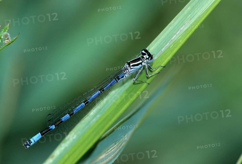 Coenagrion ornatum, ornate flower, azurmaid, damselflies, dragonflies, insects, leo, dragonflies, male, odonata, zygoptera