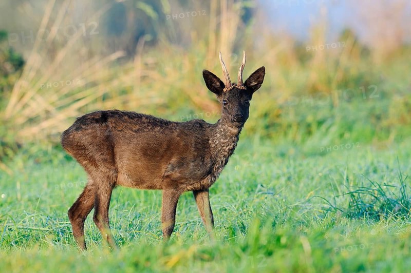 European roe deer (Capreolus capreolus), black roebuck standing in a meadow, Lower Saxony, Germany