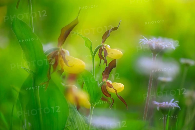 European lady's slipper (Cypripedium calceolus), orchid family (Orchidaceae), group, mountain path, Upper Danube nature park Park, Baden-Württemberg, Germany