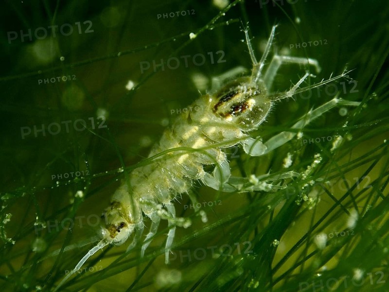 Small crab-like creature, water isopod (Asellus aquaticus), crawling through a web of green algae, diving site Zollbrücke, Rheinau, Canton Zurich, Rhine, High Rhine, Switzerland, Jestetten, Germany