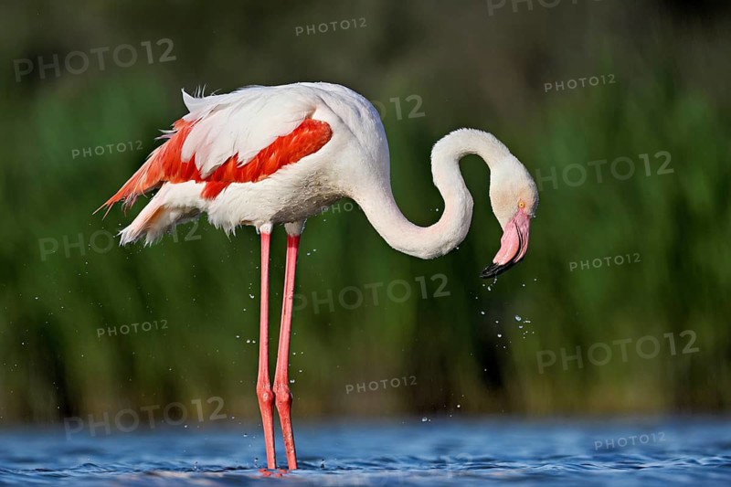 Pink flamingo (Phoenicopterus roseus), standing in the water preening its plumage, Camargue Regional Nature Park, southern France