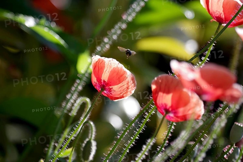 Common poppy (Papaver rhoeas), backlit, close-up, colourful, an insect flying towards the open poppy flower