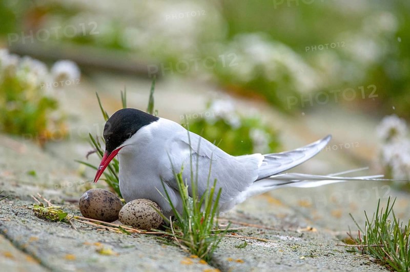 Arctic tern, arctic tern, Norway, sterna paradisaea, varanger, birds, breed, brood, charadriiformes, clutch, limicols, terns, sternidae, tern, birds