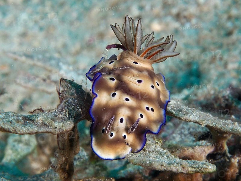 A blue-edged nudibranch with spots, the magnificent star snail (Hypselodoris tryoni), against a stony seabed, at the Napoleon dive site, Permuteran, Bali, Indonesia