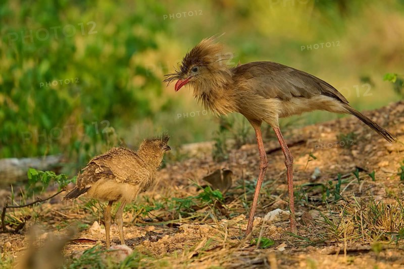 Two birds interacting in a green, natural setting: Red-footed Cariama (Cariama cristata), Bonito, Pantanal, Brazil