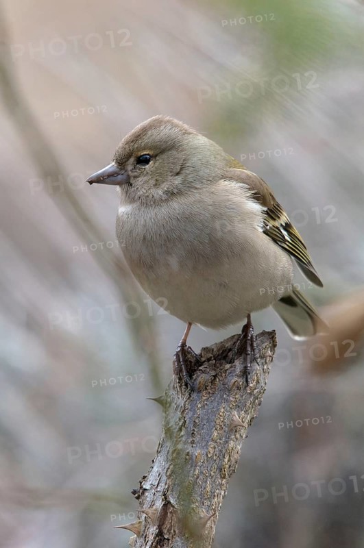 Chaffinch, Fringilla Coelebs, Birds, Female, High Size, Portrait Format, Passeri, Songbirds, Birds, Female