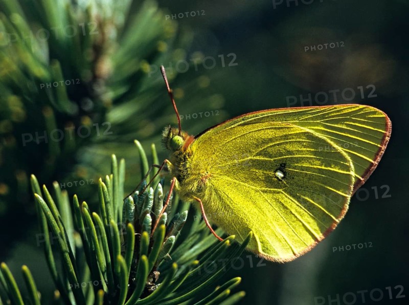 Colias palaeno, high moor yellow, moorland clouded yellow, pale arctic clouded yellow, lemon-yellow haybutterfly, butterfly, insects, butterfly, butterflies