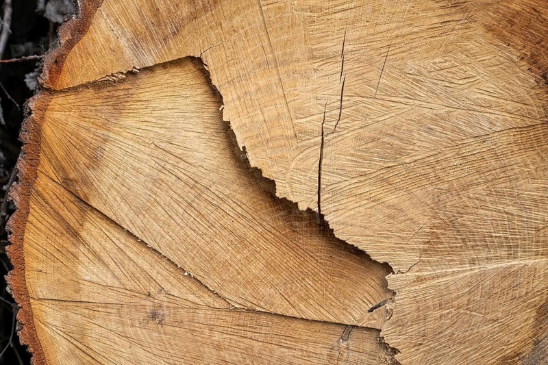 Cut surface on a tree trunk with pattern, close-up, macro, background image