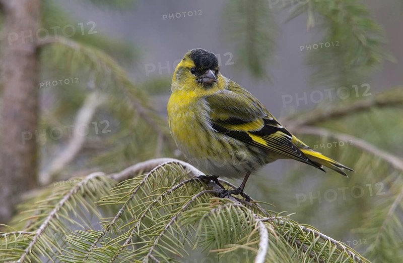 Carduelis spinus, siskin, spinus spinus, siskin, birds, male, passeri, songbirds, birds