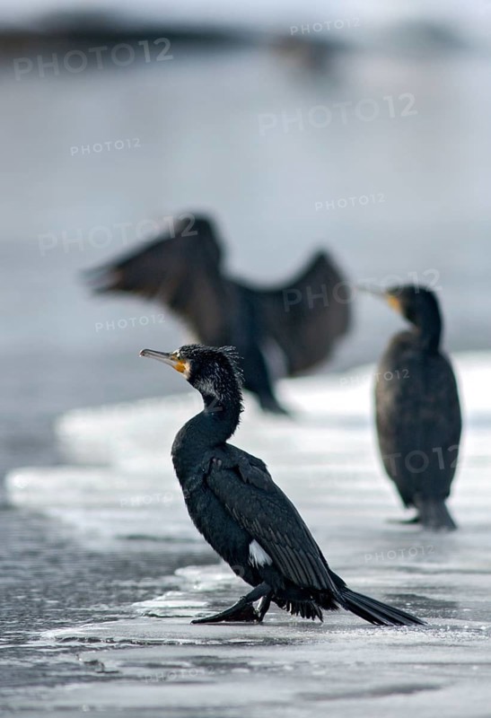 Black shag, cormorant, phalacrocorax carbo, birds, high size, portrait format, pelecaniforms, ropedes, birds, waterbirds, waterbirds