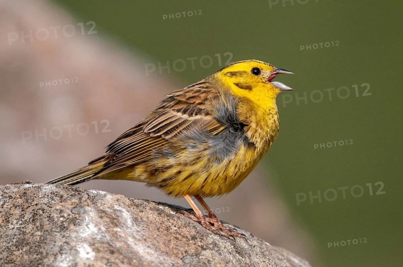 Brandenburg, Emberiza Citrinella, Germany, Yellowhammer, Nabu, national natural heritage, natural paradise Grünhaus, Yellowhammer, post-mining landscape, birds, song, green house, male, passeri, singing, songbirds, birds