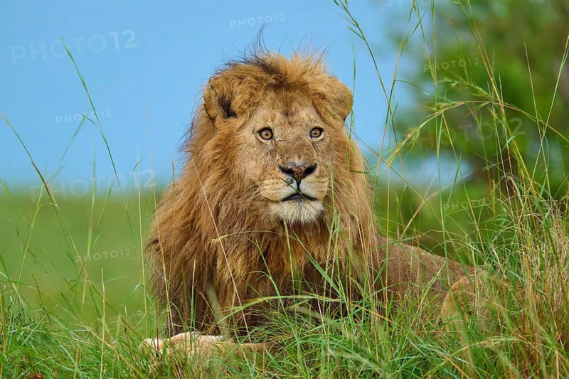 A lion watches intently from the grass of the green savannah beneath a blue sky, lion (Panthera leo), Masai Mara National Reserve, Narok County, Kenya